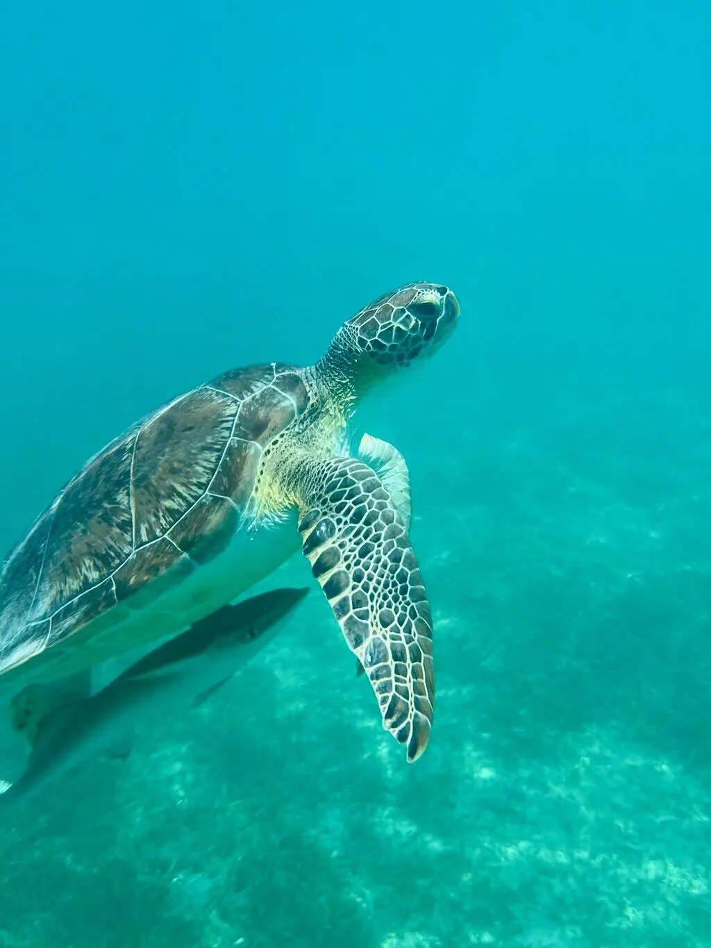Half-Day Luxury Catamaran Sail & Turtle Snorkel gallery image 6